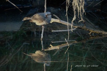 ヒヨドリ 愛知郡境川 2017年1月18日(水)