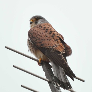 Common Kestrel 東京都 Fri, 3/22/2019