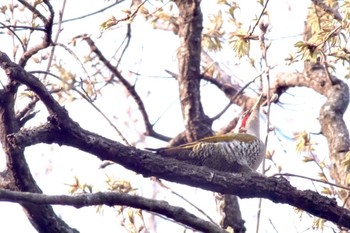 Tue, 3/16/2021 Birding report at Higashitakane Forest park