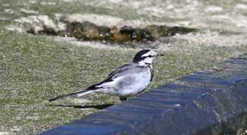 White Wagtail 北海道　茂辺地漁港 Sun, 3/15/2020