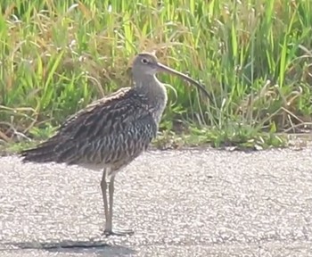 Far Eastern Curlew 泉南市 Tue, 5/5/2020