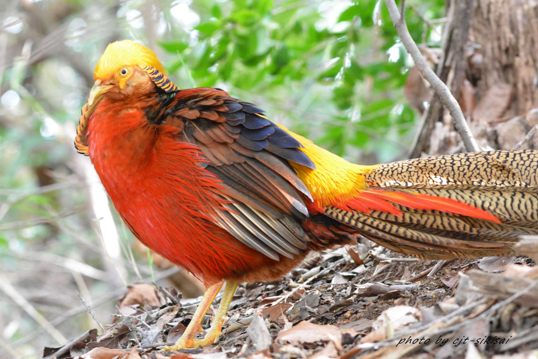 Photo of Golden Pheasant at 三好池 by F. Makida