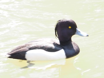 キンクロハジロ 都築中央公園 2021年3月16日(火)