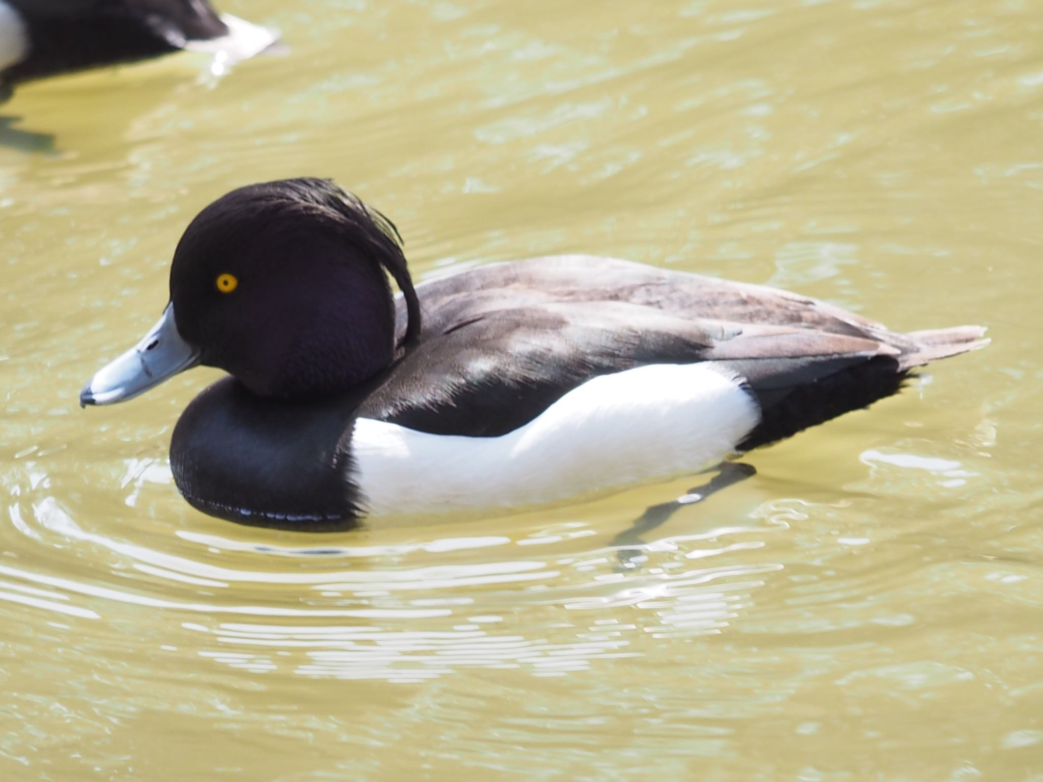 Photo of Tufted Duck at 都築中央公園 by まさ