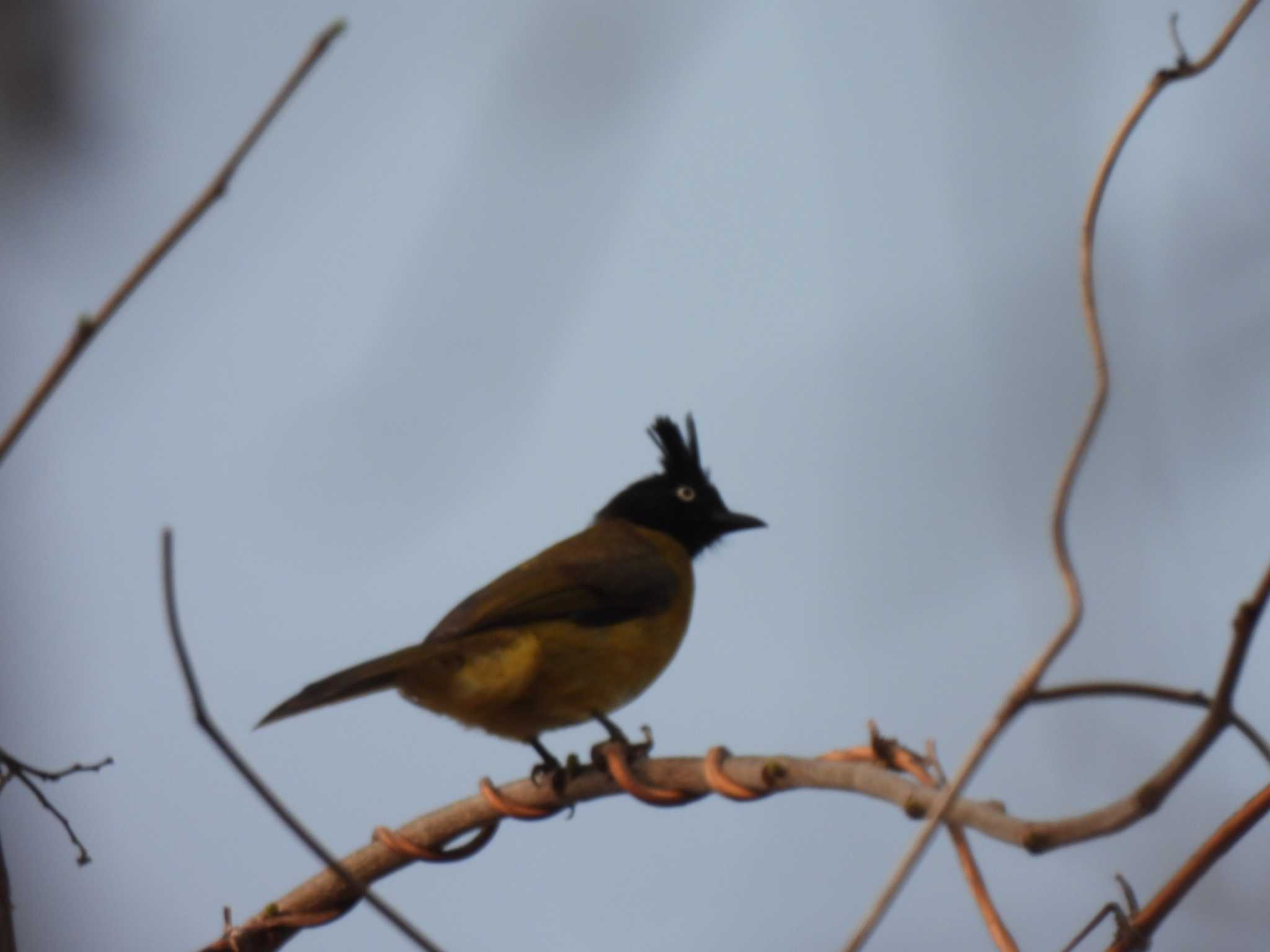 Black-crested Bulbul