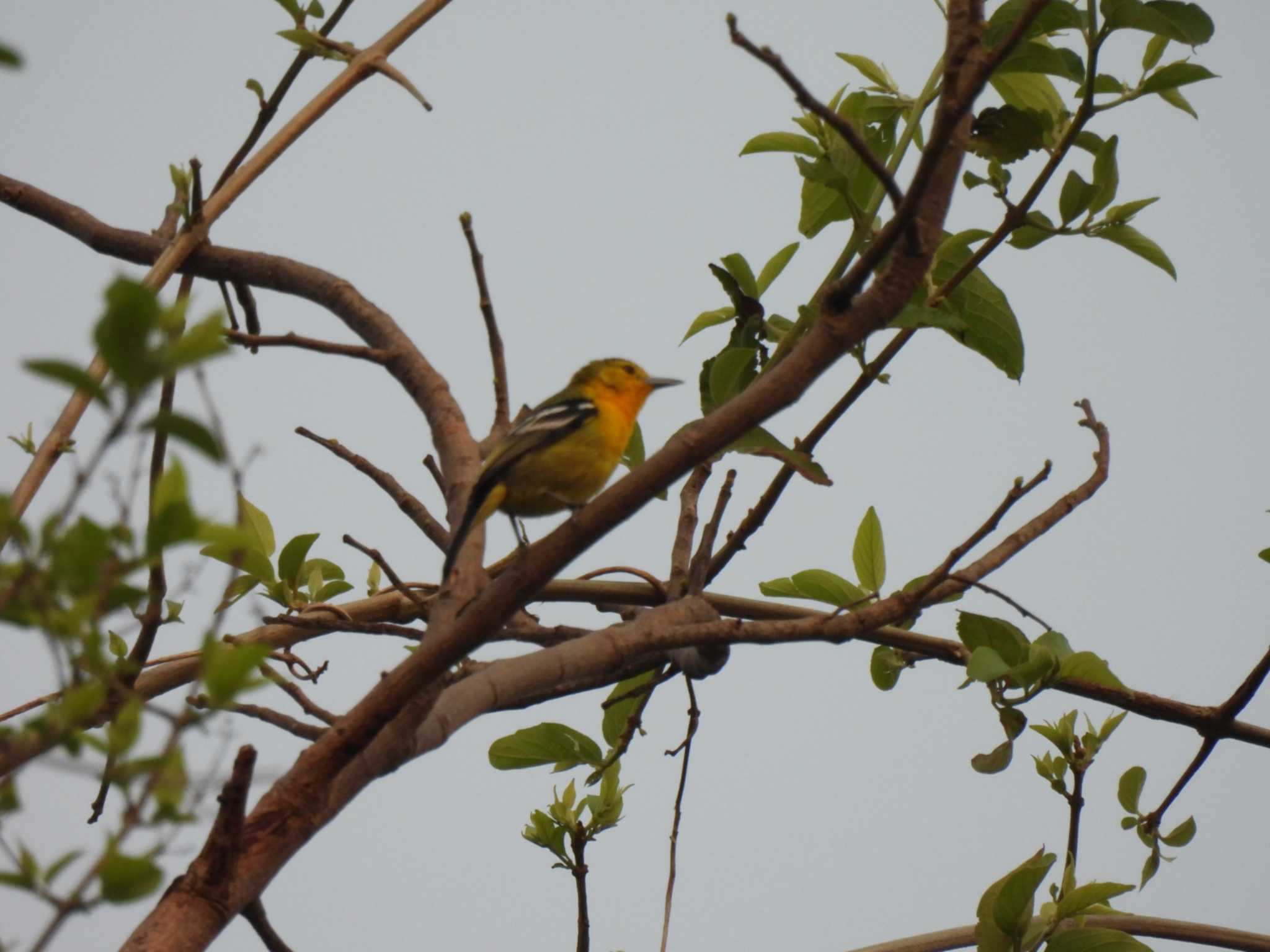 Common Iora