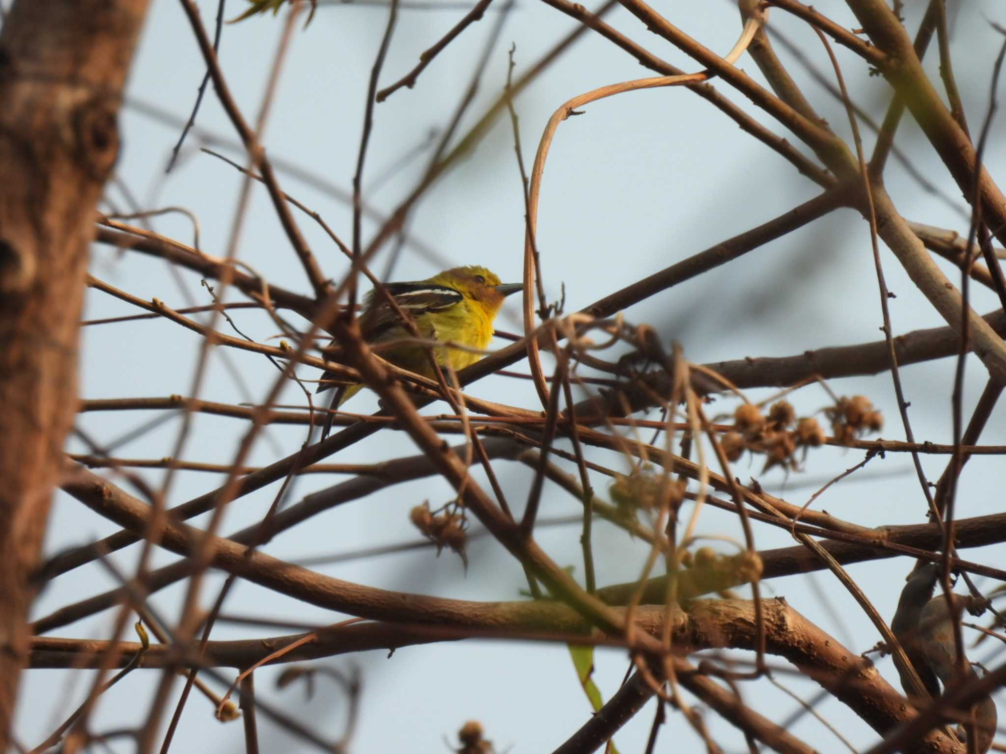 Common Iora