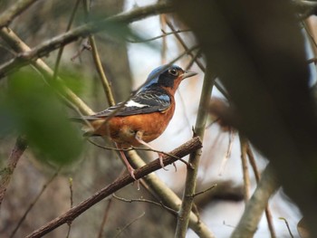 2021年3月16日(火) Khao Mai Keao Reservation Parkの野鳥観察記録