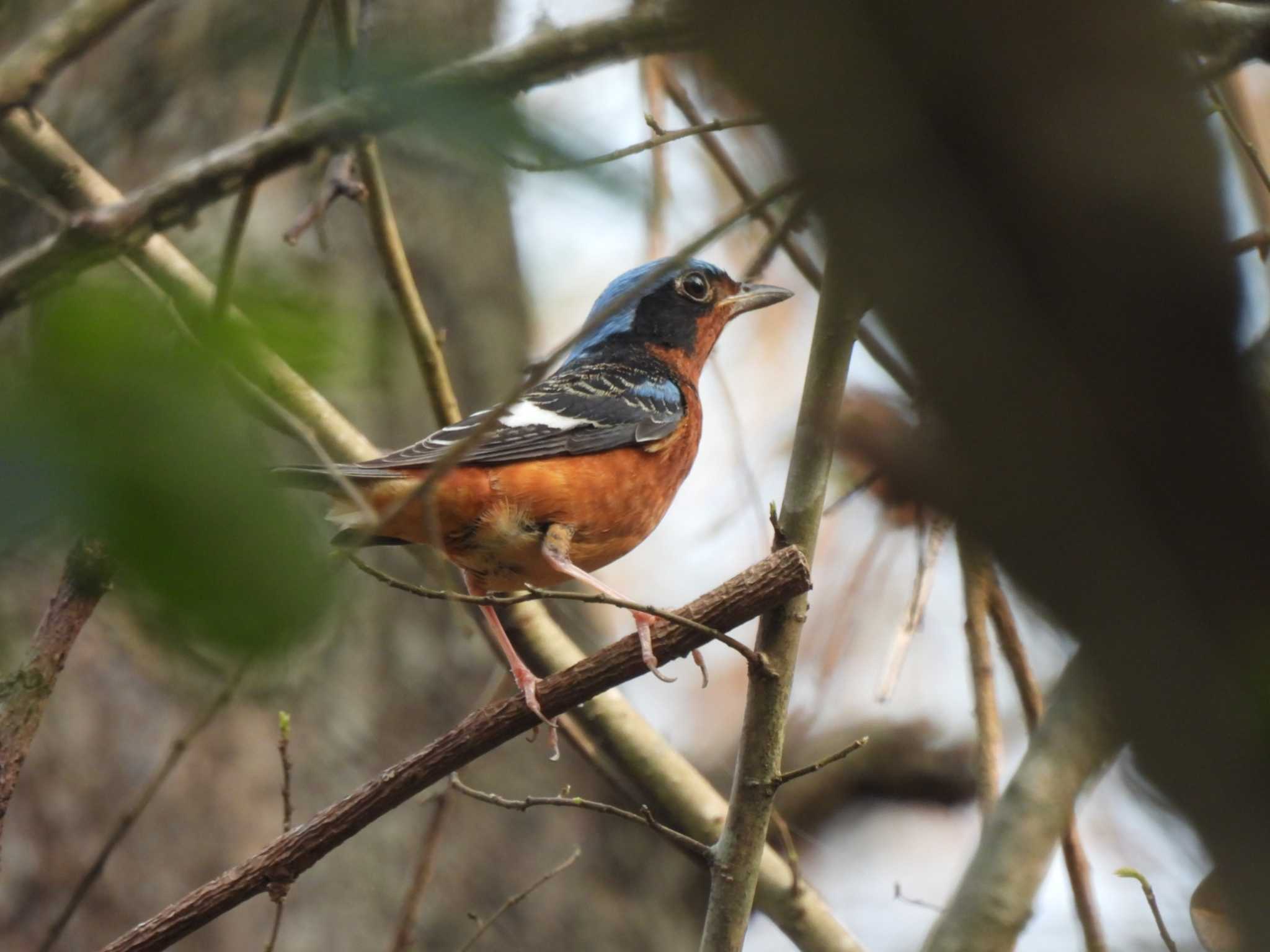 White-throated Rock Thrush