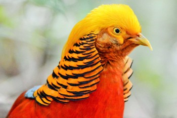 Golden Pheasant 三好池 Thu, 4/3/2014