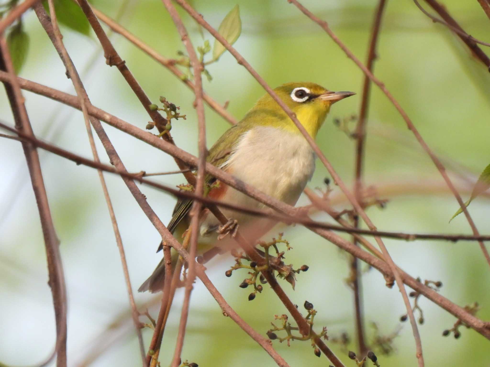 Chestnut-flanked White-eye