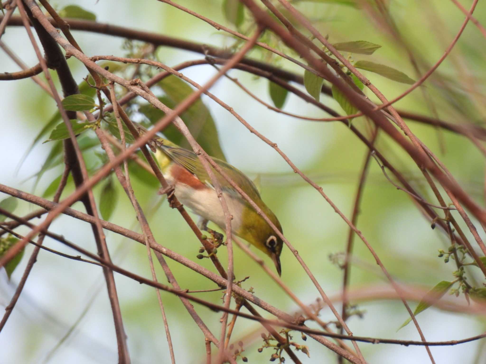 Chestnut-flanked White-eye