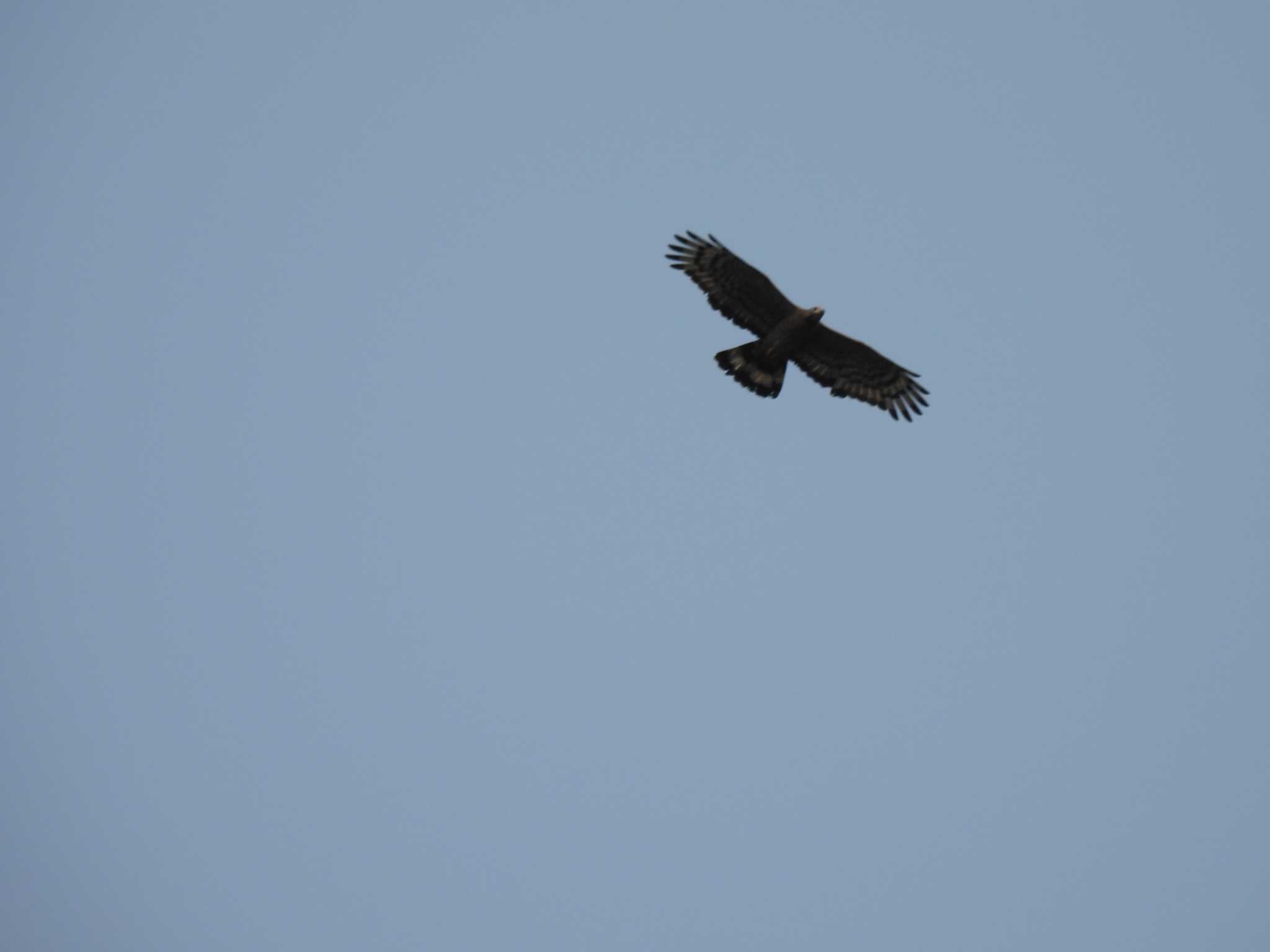 Crested Honey Buzzard