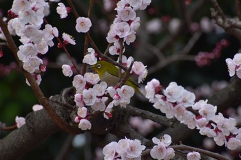 メジロ 長居公園植物園 2021年3月7日(日)