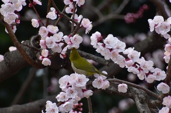 メジロ 長居公園植物園 2021年3月7日(日)