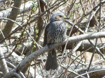 2021年3月16日(火) 21世紀の森と広場(千葉県松戸市)の野鳥観察記録