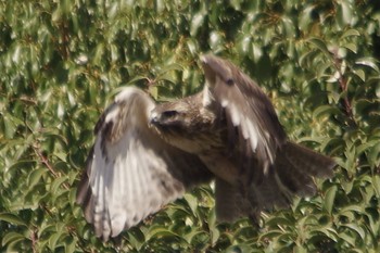 Eastern Buzzard 谷津干潟自然観察センター Wed, 3/10/2021