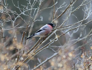 ウソ 岐阜県 2017年2月1日(水)