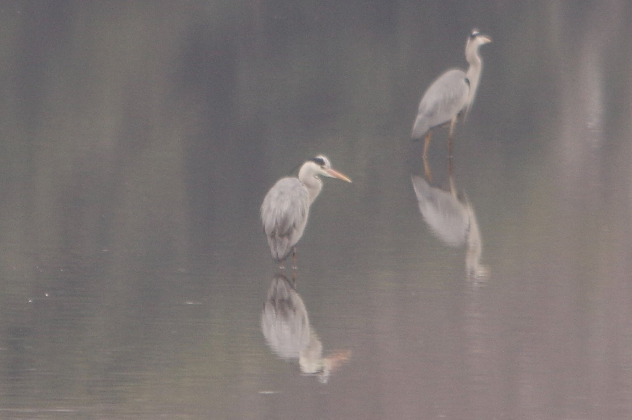 Photo of Grey Heron at Yatsu-higata by TOMOTOMO