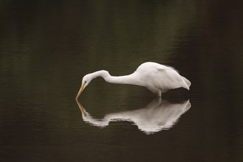 Great Egret 谷津干潟自然観察センター Fri, 3/12/2021