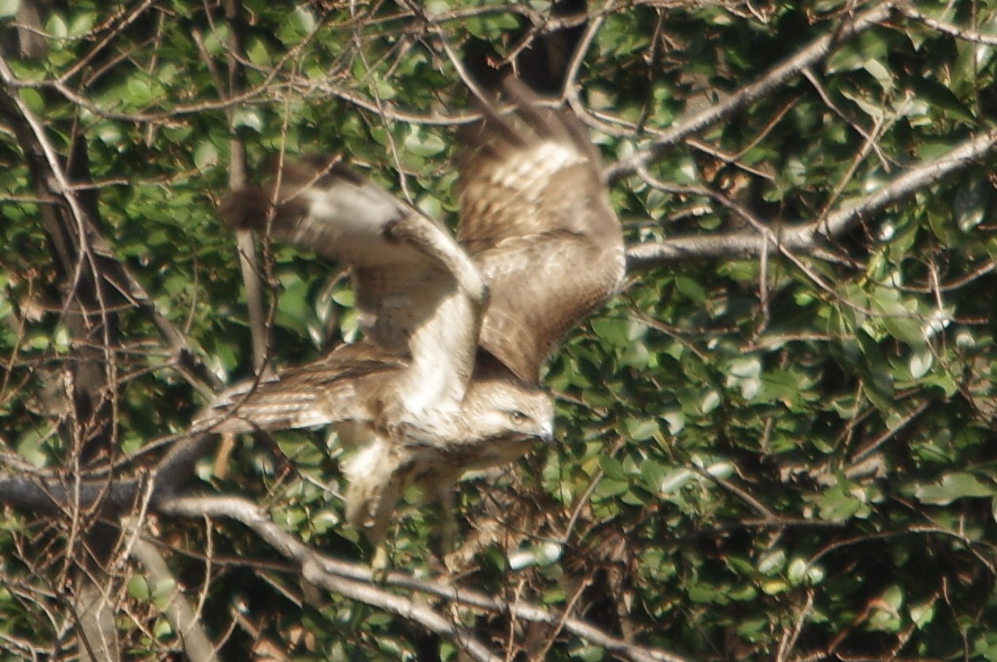 Photo of Eastern Buzzard at 谷津干潟自然観察センター by TOMOTOMO