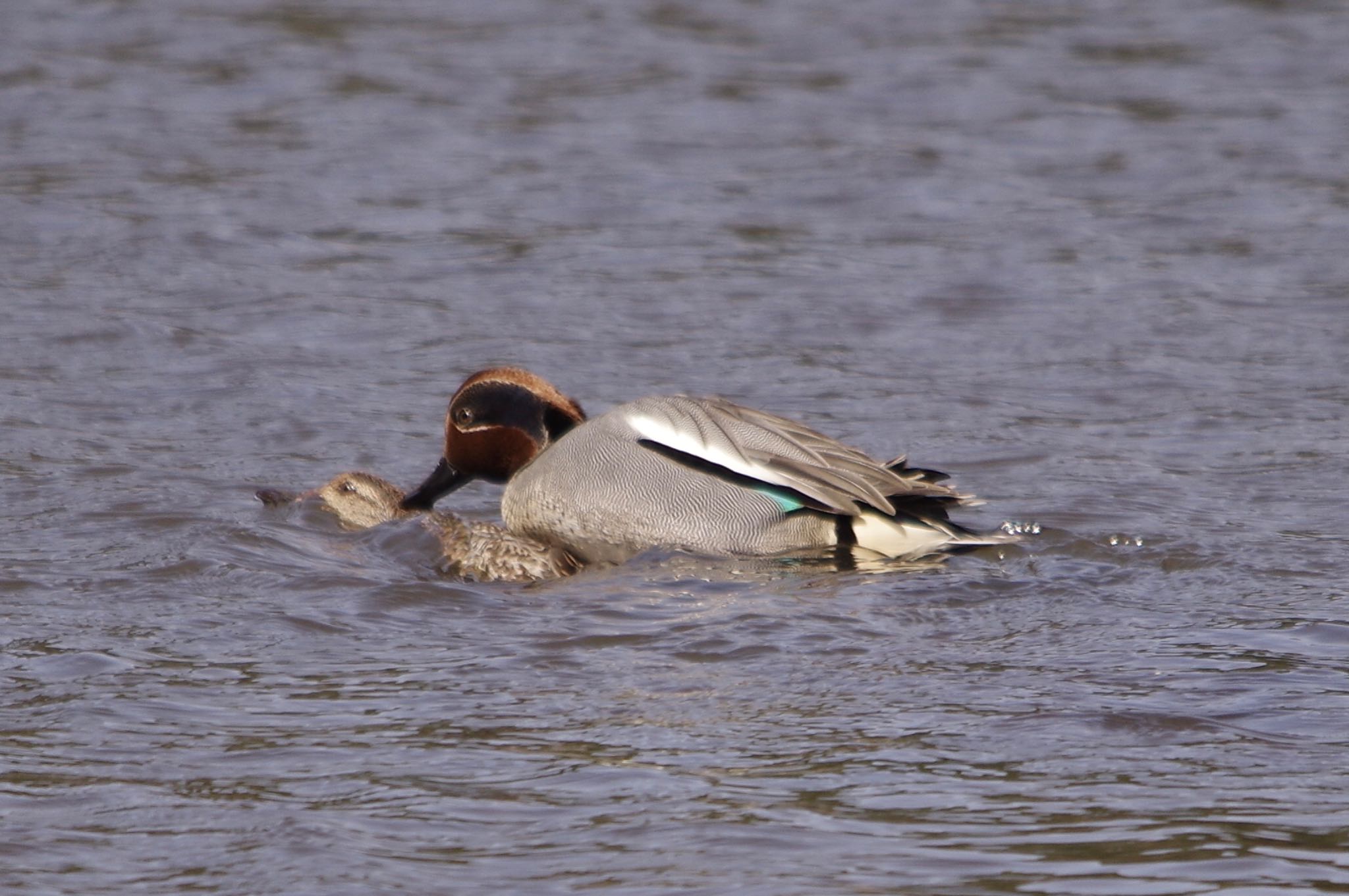 Photo of Eurasian Teal at 谷津干潟自然観察センター by TOMOTOMO