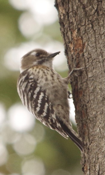 Japanese Pygmy Woodpecker 谷津干潟自然観察センター Fri, 3/12/2021