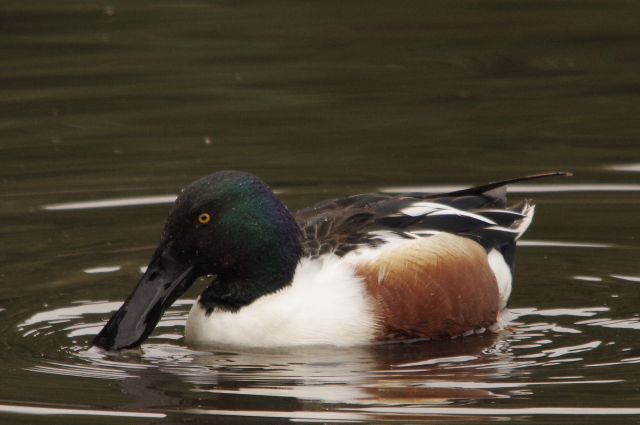 Photo of Northern Shoveler at 谷津干潟自然観察センター by TOMOTOMO