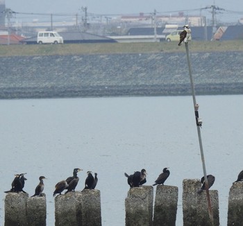 Osprey 吉野川河口 Tue, 3/16/2021