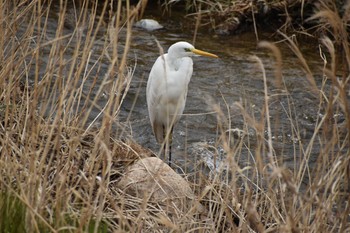 2021年3月16日(火) 甲山公園の野鳥観察記録