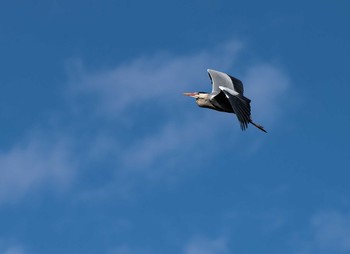 Grey Heron 船橋アンデルセン公園 Tue, 3/16/2021