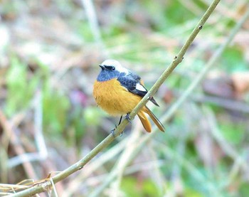 ジョウビタキ 岐阜県 2017年2月1日(水)