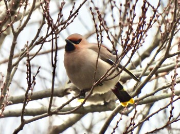 2021年3月16日(火) 五十鈴公園の野鳥観察記録