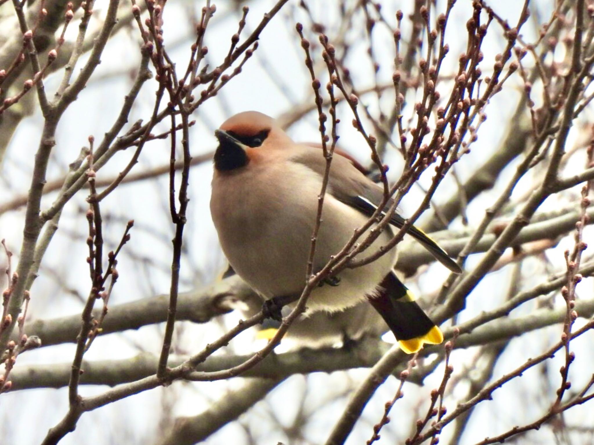 Photo of Bohemian Waxwing at 五十鈴公園 by カモちゃん