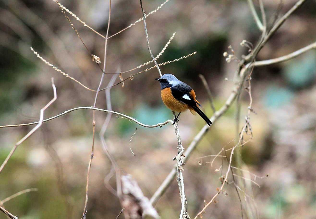 岐阜県 ジョウビタキの写真 by My