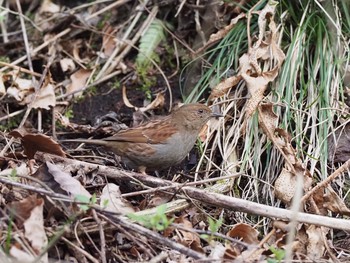 カヤクグリ 早戸川林道 2021年3月16日(火)