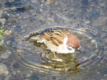 Eurasian Tree Sparrow 引地川親水公園 Sun, 3/14/2021