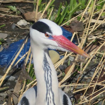 Grey Heron 引地川親水公園 Sun, 3/14/2021