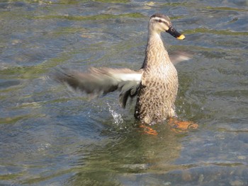 Eastern Spot-billed Duck 引地川親水公園 Sun, 3/14/2021