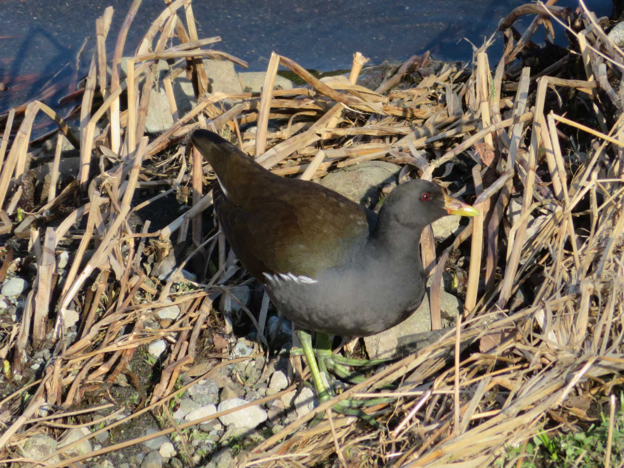 Photo of Common Moorhen at 引地川親水公園 by もー