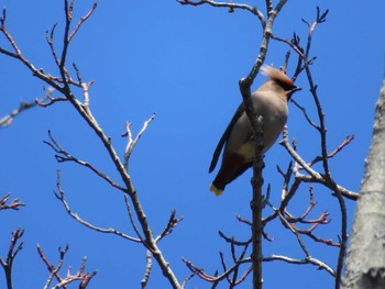 2021年3月15日(月) 神奈川県の野鳥観察記録