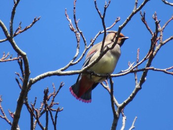 Japanese Waxwing 神奈川県 Mon, 3/15/2021