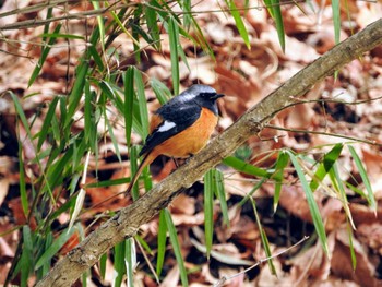 Daurian Redstart 鎌ヶ谷市 Tue, 3/16/2021