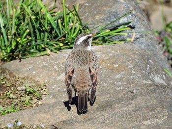 Dusky Thrush 市川市 Mon, 3/15/2021