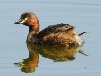 Little Grebe 市川市 Thu, 3/11/2021