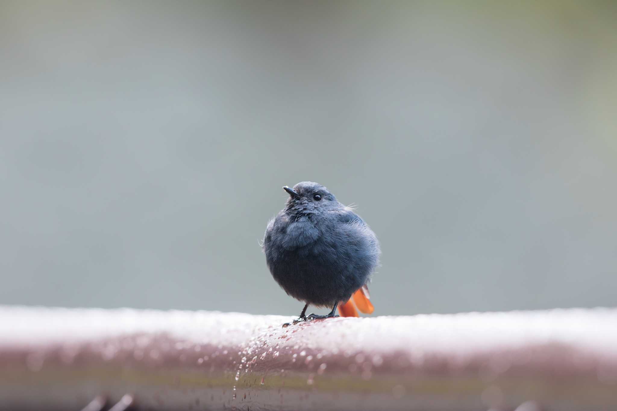 Plumbeous Water Redstart