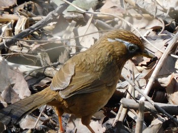 ガビチョウ 北本自然観察公園 2021年3月16日(火)