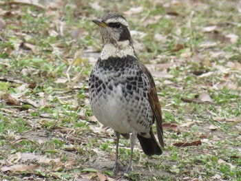 Dusky Thrush 神宮東公園 Wed, 2/1/2017