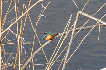 カワセミ 見沼たんぼ 2021年3月16日(火)