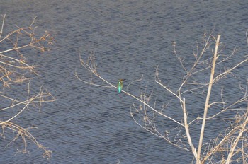 カワセミ 見沼たんぼ 2021年3月16日(火)